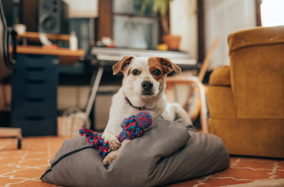Dog Essentials